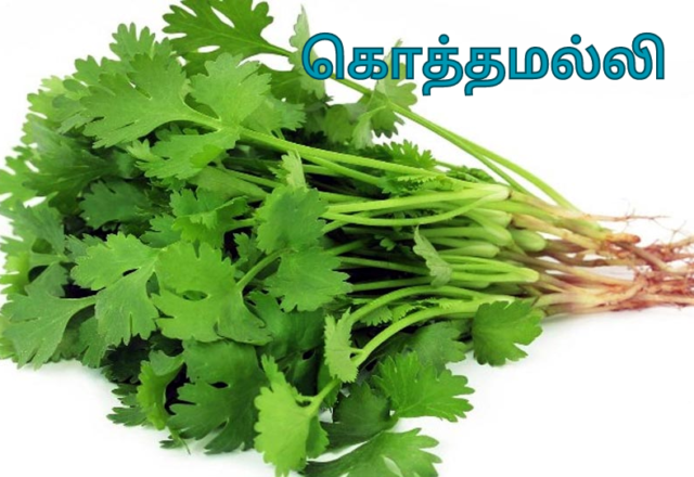 கொத்தமல்லி